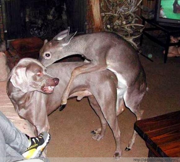 盘点动物暴力性交:袋鼬是暴力强奸犯