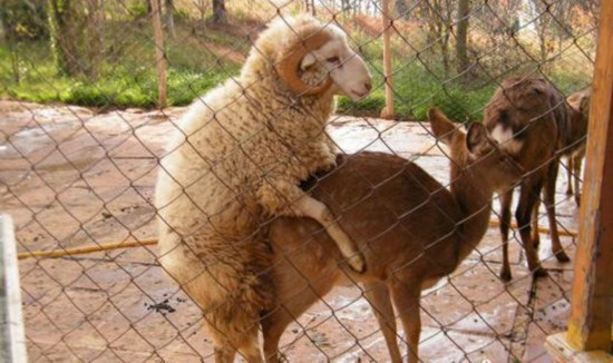 盘点动物暴力性交:章鱼生殖器一直插入雌性体内/图