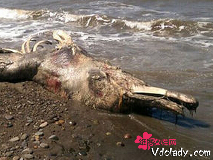 海滩惊现怪兽尸体 与海豚类似尾巴长毛身份有