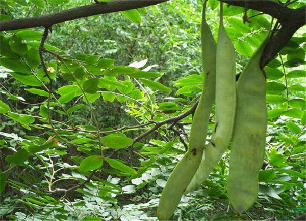 宋代由于浴堂行业的发展,出现了皂角这样的新鲜事物,也就是皂角树所结