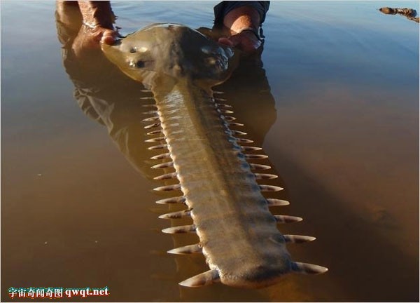 【组图】探秘稀奇河中巨怪 可怕的锯刀狂魔