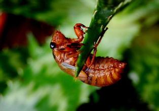 蝉幼虫成美食 探秘金蝉养殖好吃却难养