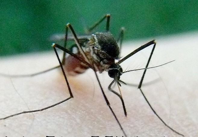 世界十大最致命动物排名：蚊子“荣登榜首”