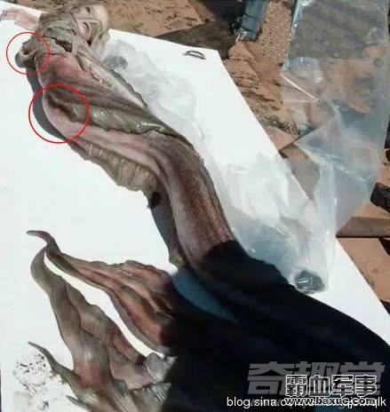 揭秘:中国现完整美人鱼尸体? 传说中的美人鱼