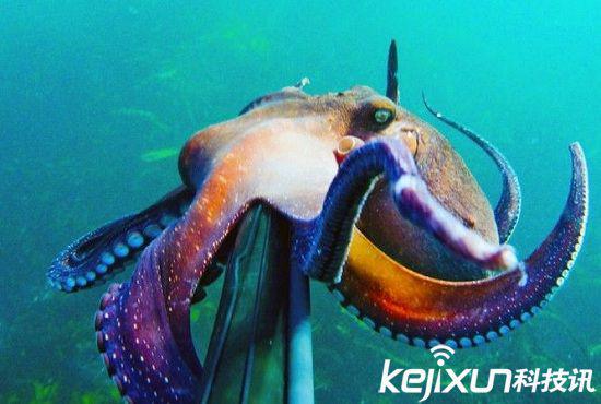 章鱼基因数超越人类 或是聪明的外星物种