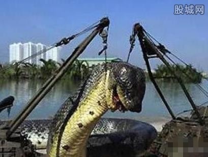 广西挖出金色蛇精 全身金色鳞片有剧毒生吞工