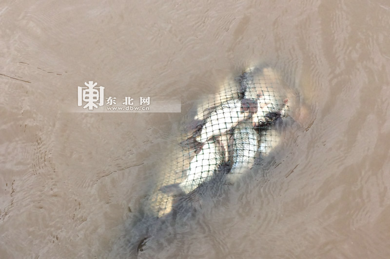 松花江生态逐步恢复 市民岸边就能捕到大鱼