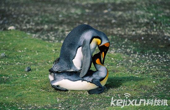 动物世界十大搞笑性行为:大猩猩有小阴茎