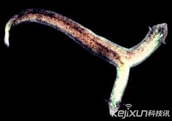 动物世界十大搞笑性行为:大猩猩有小阴茎