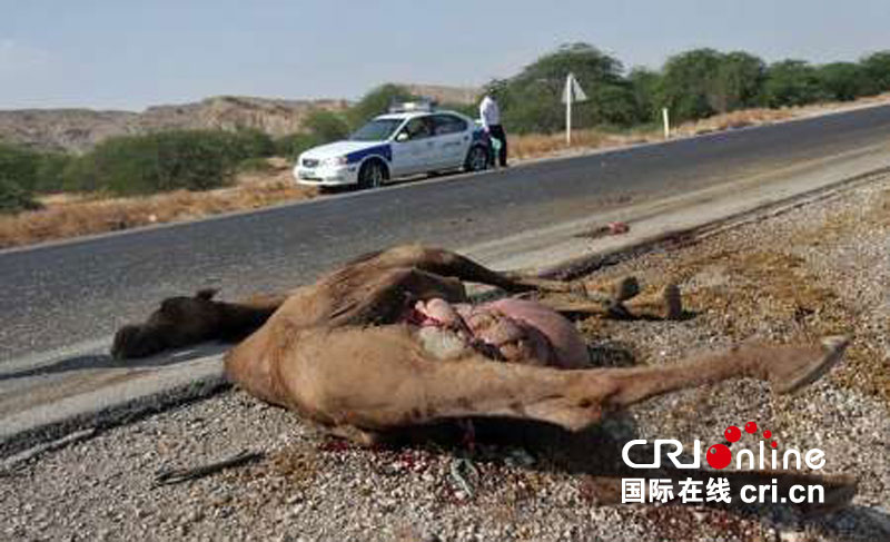 伊朗公交大巴撞两峰骆驼 25人受伤