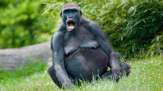 动物世界奇迹:猩猩有没有可能学会人类语言?