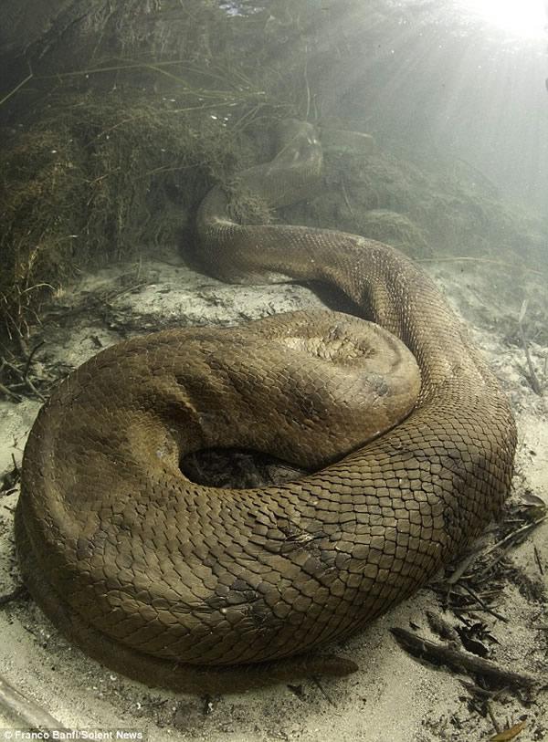 蛇鞭森蚺图片
