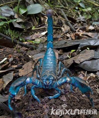 未发现的新物种,它们都是罕见的奇异生物,但也正在濒临着灭绝的危险
