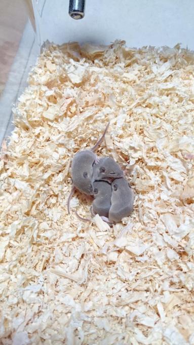 这可不是小老鼠,而是拇指鼠成年的样子.