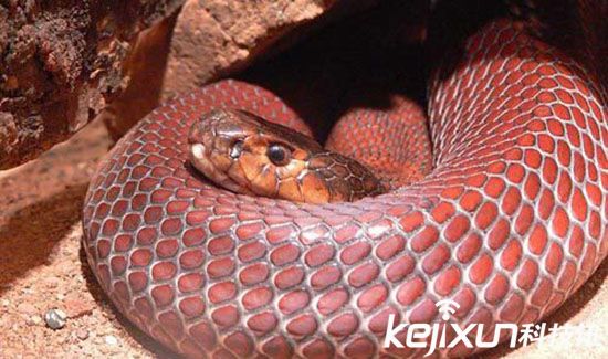 自然界五大神枪手:黑颈眼镜蛇vs放屁甲虫