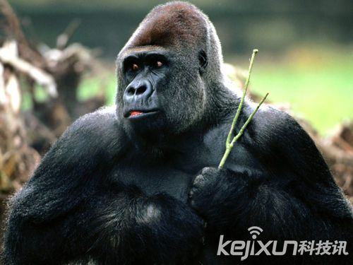 全球十大神秘动物 霍加狓长相怪异