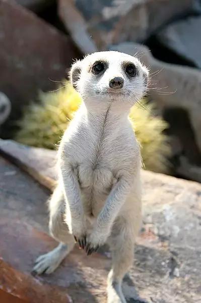 全球最萌动物排行榜,大熊猫仅第三,第一是啥?