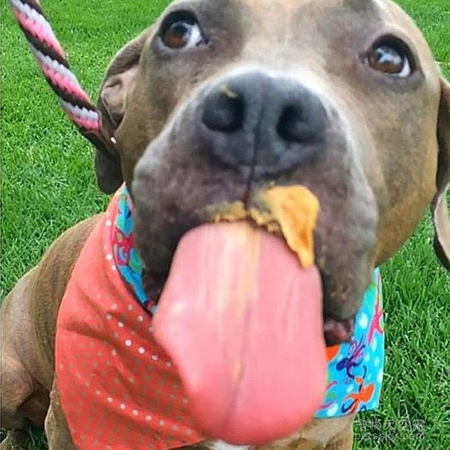 16张狗狗吃完花生酱后的照片 别想歪了