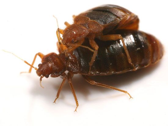 全球十大奇特动物性行为:香蕉蛞蝓与自己交配