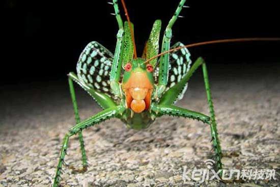 全球13种超巨型昆虫 巨骆驼蜘蛛竟食蜥蜴