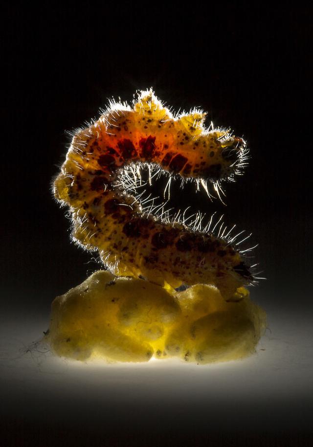 被寄生虫变成僵尸的昆虫:吸脑者钻出寄主身体