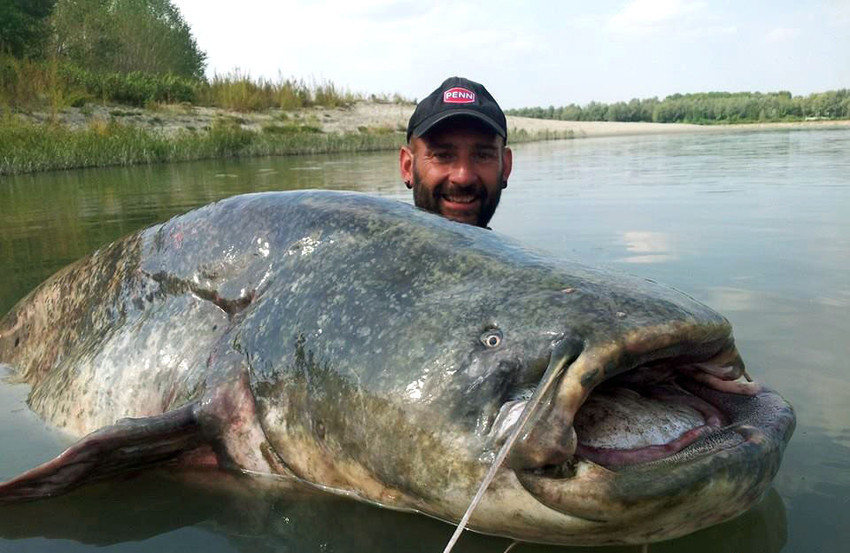 意大利渔民钓起巨型百斤鲶鱼 血盆大口仿佛水怪