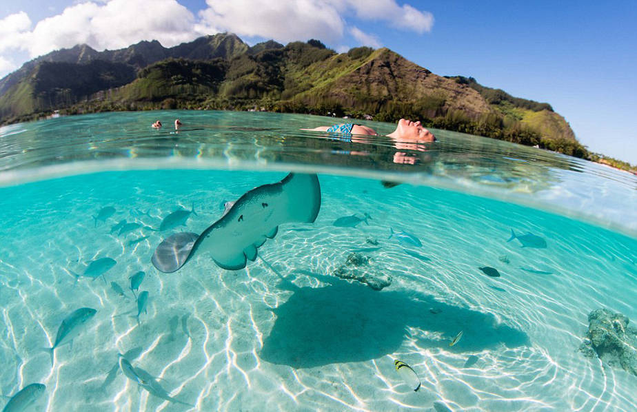 玩大了比基尼美女与致命黄貂鱼亲密共泳组图