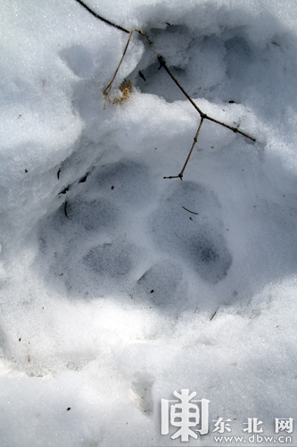 老虎爪子印在雪地图片图片