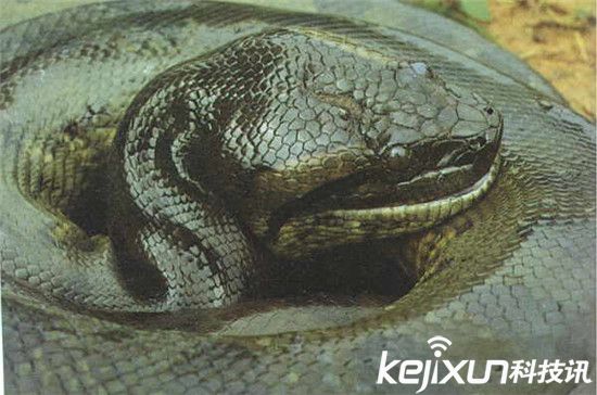 亚马逊巨蟒一旦出现 鳄鱼逃得比谁都快