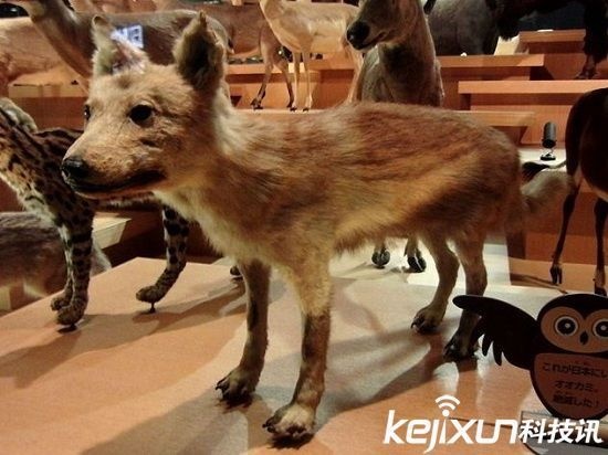 科学家及人类最希望被复活的十大灭绝动物