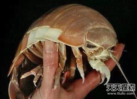 盗墓笔记中真实存在的24件诡异宝物曝光