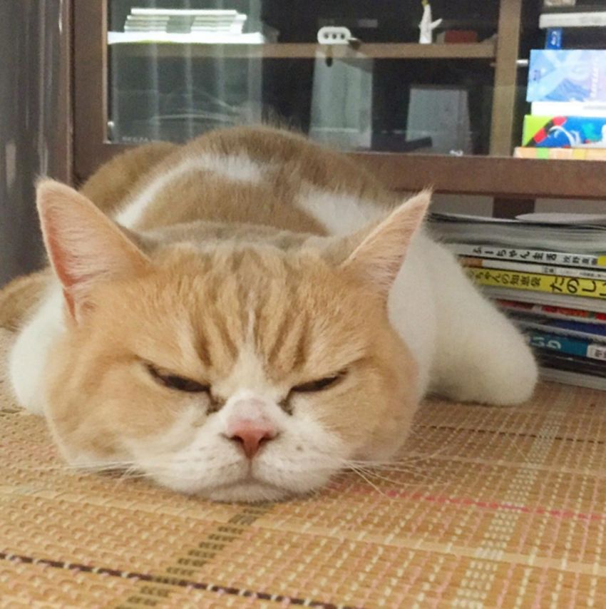日本猫咪愤怒挑战不爽猫