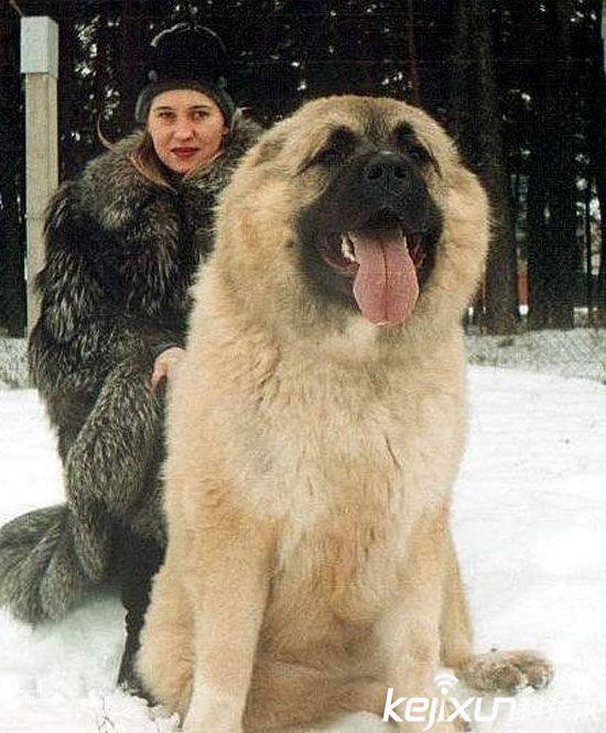 世界上最大的狗:高加索犬被赞"犬中之王"