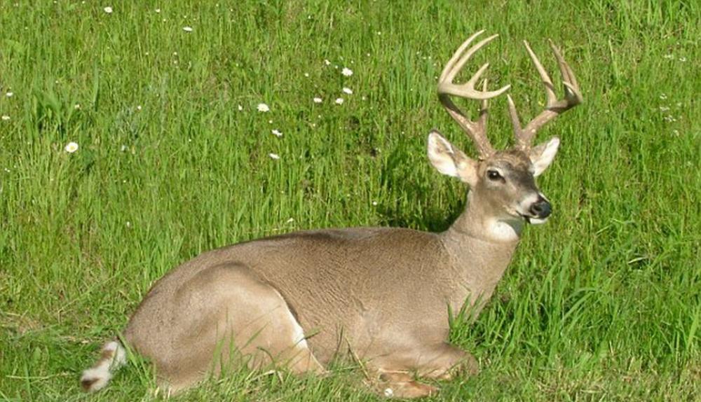 每日邮报》2月25日报道,打击非法捕猎的困境之一在于当你抓到捕猎人时