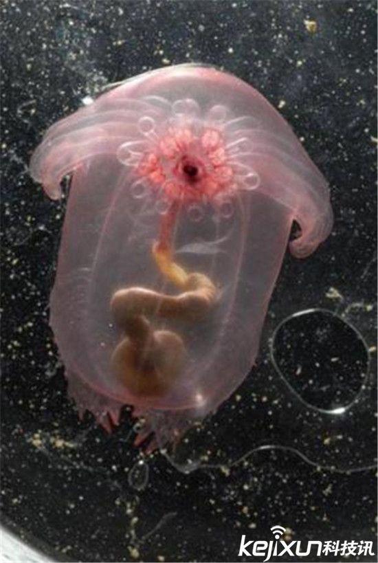 这21种透明动物简直是外星来客:美的一塌糊涂!