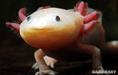 他们真的不是ps的?扒一扒全球那些奇形怪状的动物(组图)