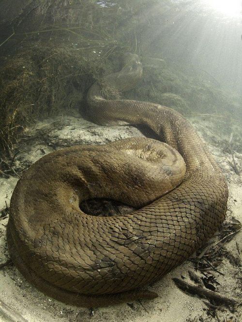 巨蛇的照片恐怖图片