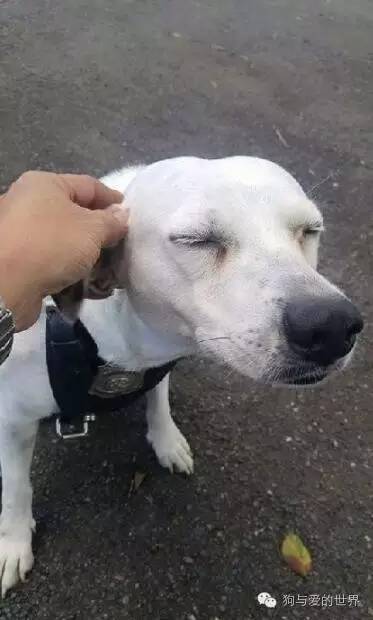 ˹Ȯ,һֻͬѰľְ֮· Աλʷع