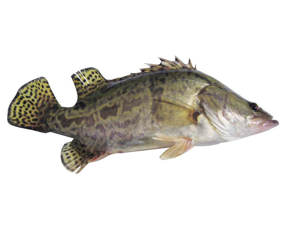 东北鱼种类图片