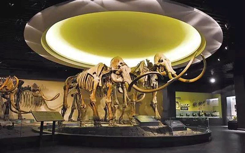 大庆猛犸象博物馆图片