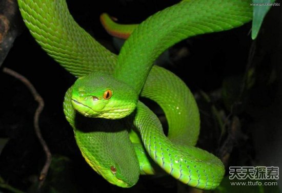 中国十大毒蛇排行榜