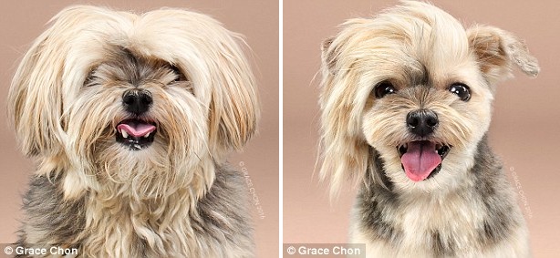 天壤之别!摄影师拍摄狗狗美容前后对比照
