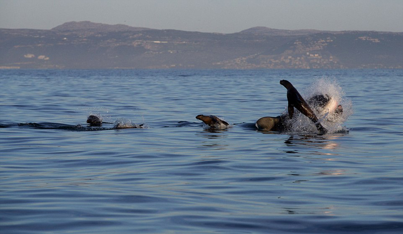 摄影师拍大白鲨捕食海豹震撼瞬间(图)