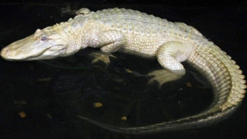 日本鳄鱼基因突变:全身白色眼血红