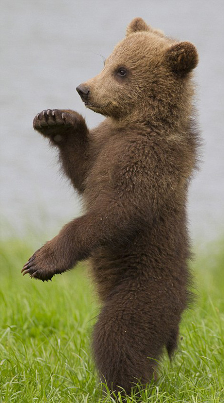 摄影师捕捉小熊憨态可掬一幕(图)
