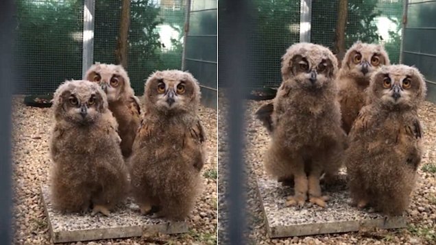 呆萌小雕鸮搞怪秀舞姿迅速走红网络