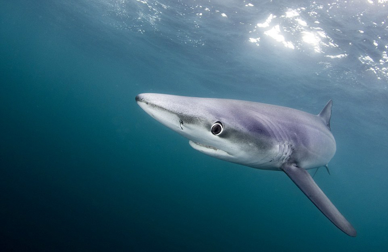 数只大青鲨现身英国康沃尔海岸捕食