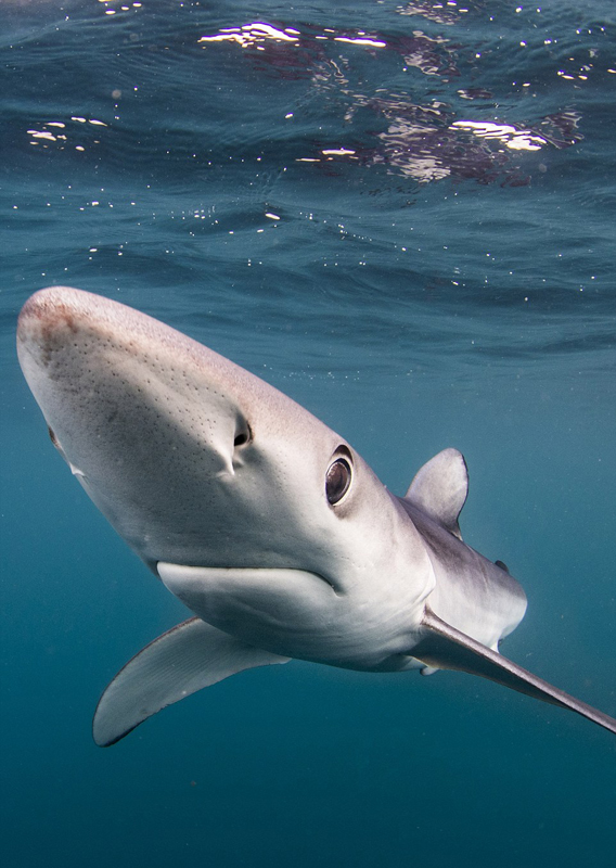 数只大青鲨现身英国康沃尔海岸捕食