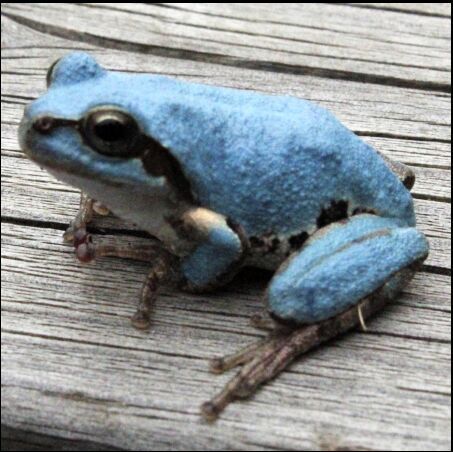 日本埼玉县陆续发现变异的蓝色青蛙图