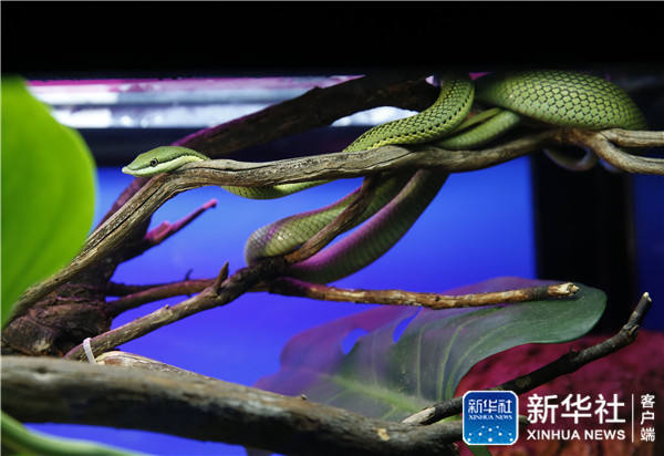 这是10月14日在比利时首都布鲁塞尔自然科学博物馆拍摄的独角兽蛇,原